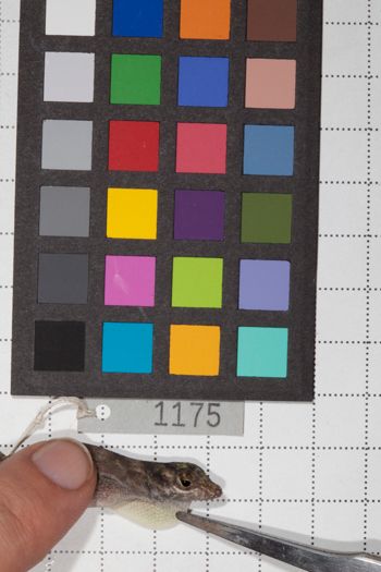 Media type: image;   Herpetology R-190637